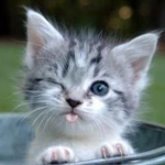 PetitChatLaineux