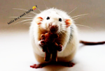 the rat gang of beanie