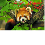 The Red Panda Bro's
