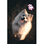 Poncik köpek grubu
