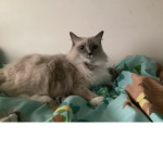 The kitcat_does_stuff society