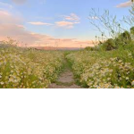 .-Mothers Land -.