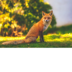 FoxWatchYT