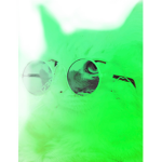Green cats Are the best PERIODT