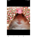 Quinn___bobb