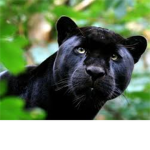 War Panthers