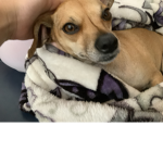 LunaPuppyDog