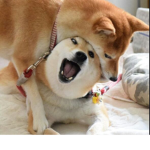 DOGE = YES
