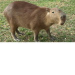 teh capybara group