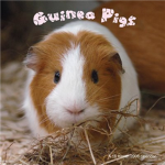 Guinea Pigs!