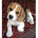 Beagles puppies