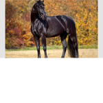 Horses4Life!