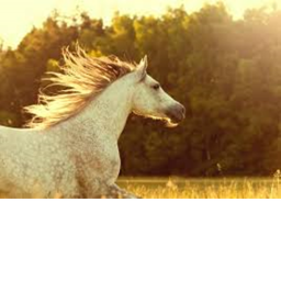 *~Horse Squad~*