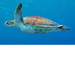 342 turtle team