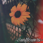 ~Sunfl0wers~