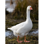hello there people im goose