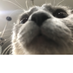 JOBEB STINKY POOP