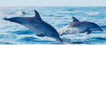 OceanSquad<3