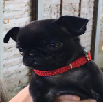 ~Team Pug~