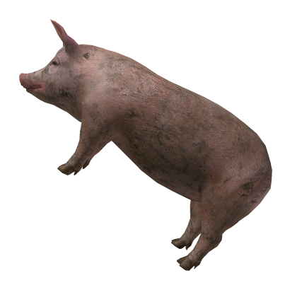 [CODE: PIG2] Pig