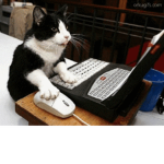 The Cat L o v e rs/Gamers Group!