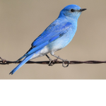 Trefik birds.