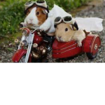 Guinea pig and cute animals