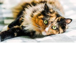 group cats nice