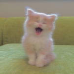 Kitty Cats group :)
