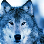 wolf team 123123
