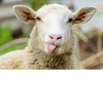 Goat leader