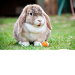 group of rabbits and animations creators