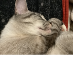 MY catsssssss
