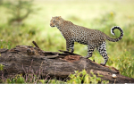 Wild Animal Fanclub