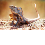 The Lizards Of The World! :D