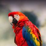 TheParrotSquad!