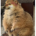 State of doges