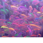 GoldFish crew <3