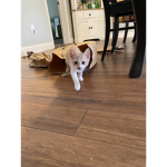 TACO CATS RULE