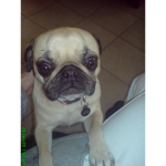 R.I.P fly high little dog