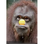 Monkeys memes