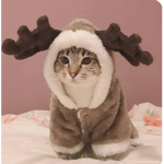 Cute cats cutesttt