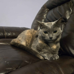 Esprit Paws