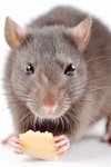 RatRation Group Thumbnail