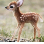 Animal survival