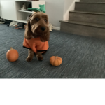 Pumpkin puppy