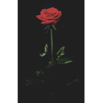 Red Rose's group