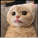 Fresh_suckers
