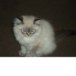 cat cat