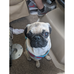 the Pug power